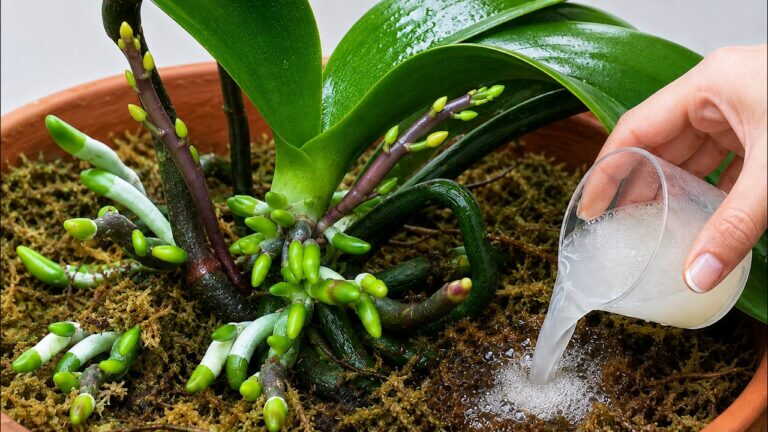 Tylko jedna filiżanka tygodniowo! Orchidee rozwijają mocne korzenie i kwitną bez tych