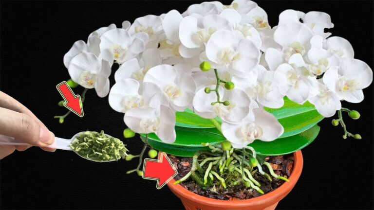 Tylko 1 łyżka! Nawet najsłabsze orchidee rosną i pięknie kwitną