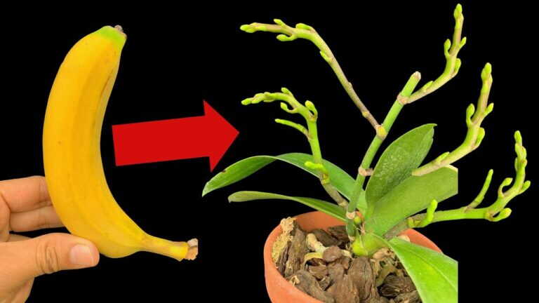 Cudownie, jeden owoc sprawia, że cały ogród orchidei eksploduje kwiatami