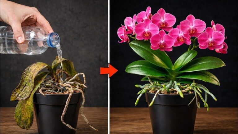 Przestań nieprawidłowo podlewać orchidee! ❗️ Podlewaj orchidee w ten sposób, aby