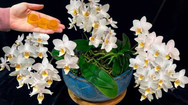 Spraw, aby tego lata zakwitły twoje niekwitnące orchidee! Wszystkie kwiaty kwitną bez przerwy.