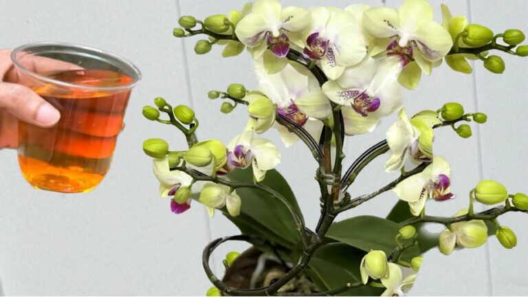 Wlej to raz! Orchidee kwitną natychmiast przez cały rok w ten prosty sposób