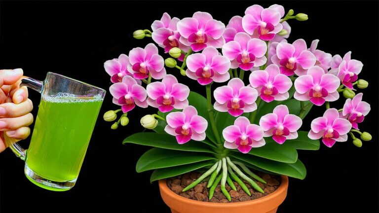 Świetnie! Nawet słabe orchidee ukorzeniają się i kwitną jak szalone