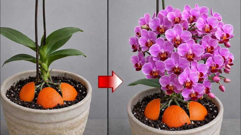 Umieść kawałek drewna pod kwitnącą orchideą! Nagle zacznie wypuszczać pędy