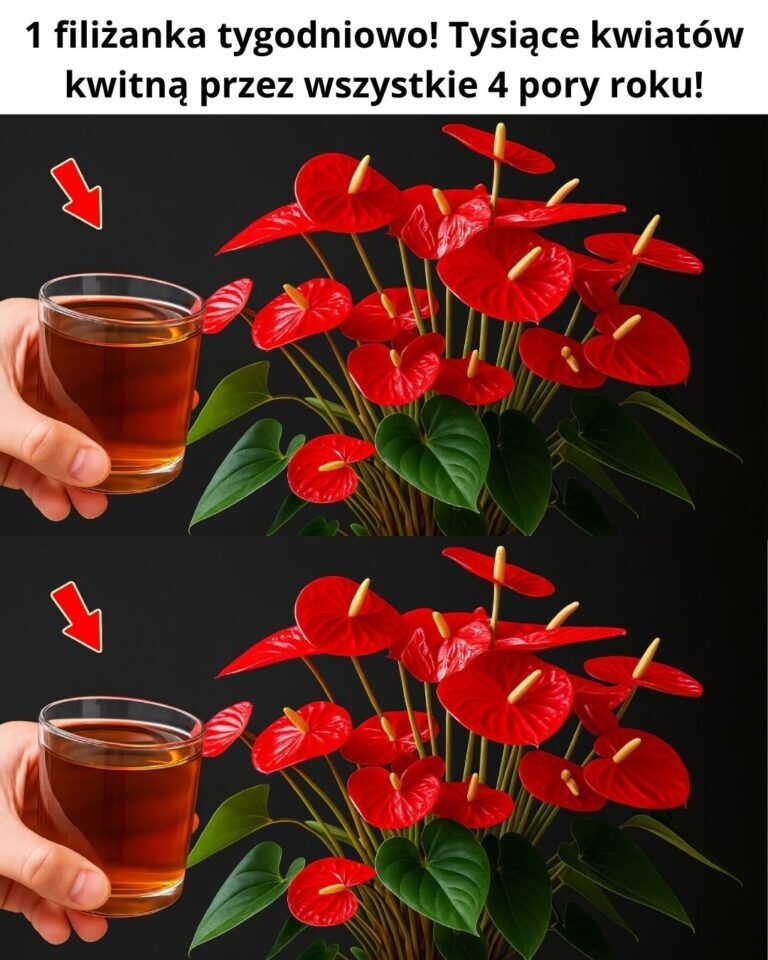 1 filiżanka tygodniowo! Tysiące kwiatów kwitną przez wszystkie 4 pory roku!