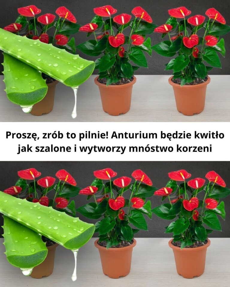 Proszę, zrób to pilnie! Anturium będzie kwitło jak szalone i wytworzy mnóstwo korzeni