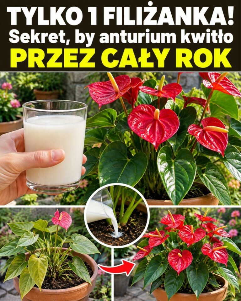TYLKO 1 FILIŻANKA! Sekret, by anturium kwitło PRZEZ CAŁY ROK