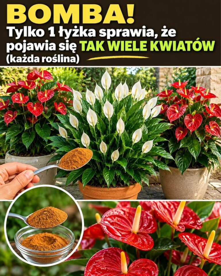 BOMBA! Tylko 1 łyżka sprawia, że pojawia się TAK WIELE KWIATÓW (każda roślina)