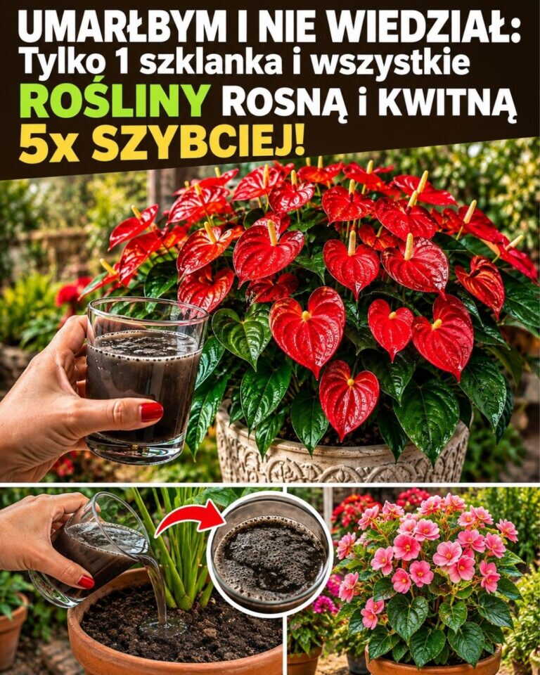 UMARŁBYM I NIE WIEDZIAŁ: Tylko 1 szklanka i wszystkie rośliny ROSNĄ i KWITNĄ 5x SZYBCIEJ
