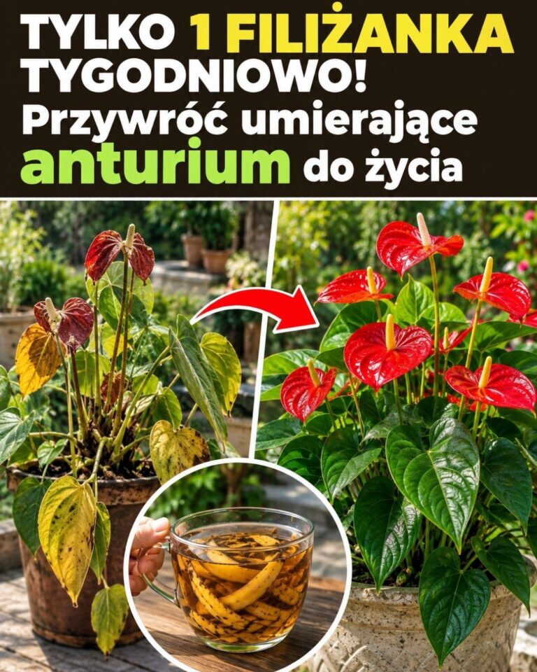 Tylko 1 filiżanka tygodniowo! Przywróć umierające anturium do życia