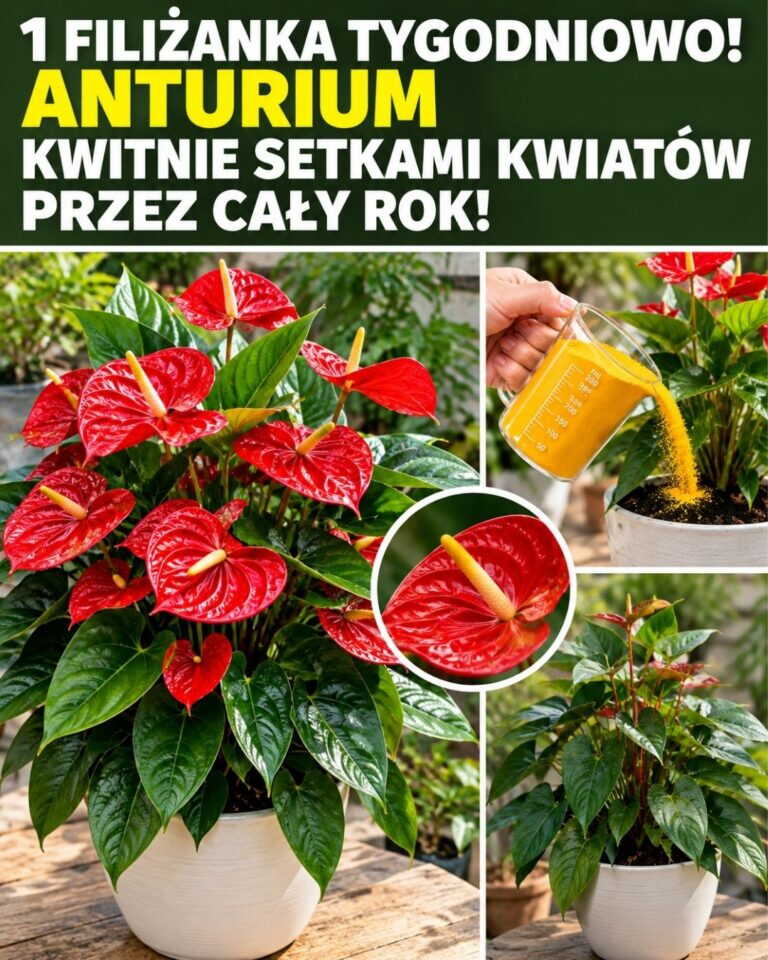 1 filiżanka tygodniowo! Anturium kwitnie setkami kwiatów przez cały rok!