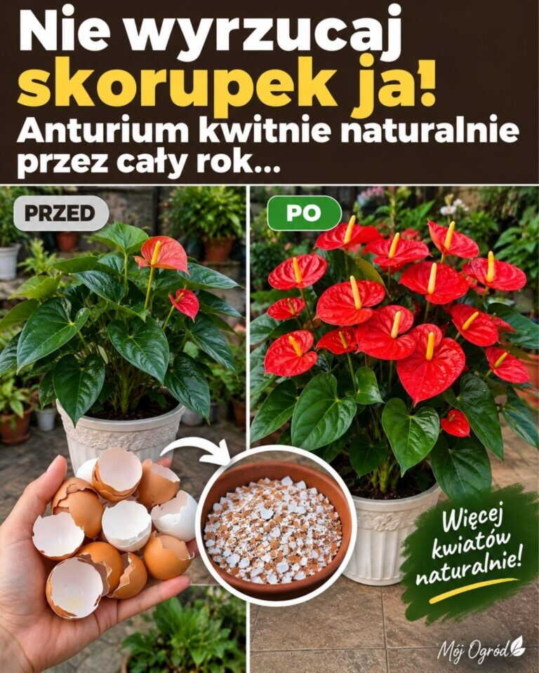 Nie wyrzucaj skorupek jaj! Anturium kwitnie naturalnie przez cały rok