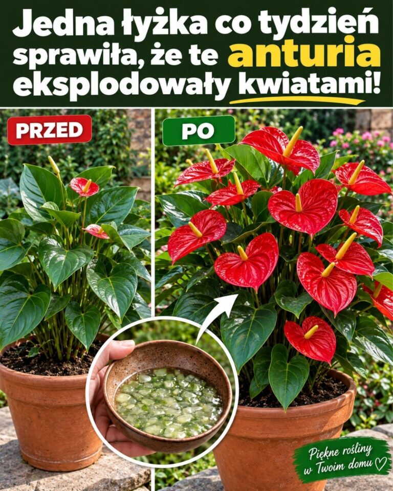 Jedna łyżka co tydzień sprawiła, że te anturia eksplodowały kwiatami