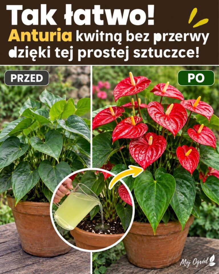 Tak łatwo! Anturia kwitną bez przerwy dzięki tej prostej sztuczce!