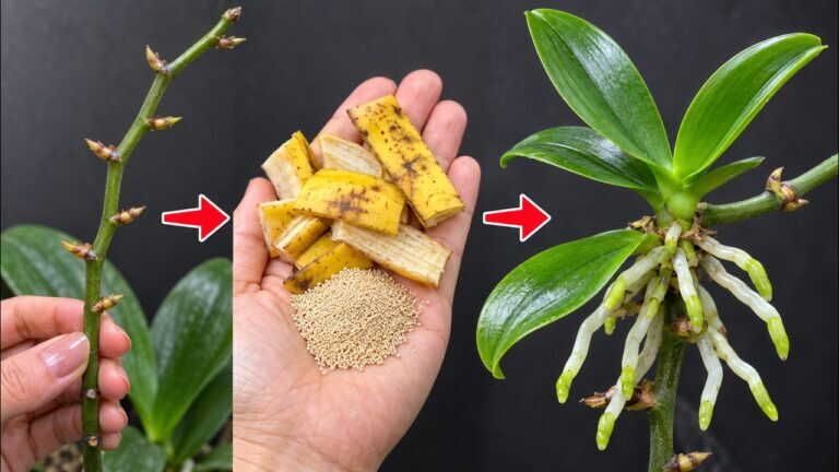 Gdy poznasz ten sekret, rozmnożysz storczyki Phalaenopsis ze starych pędów kwiatowych